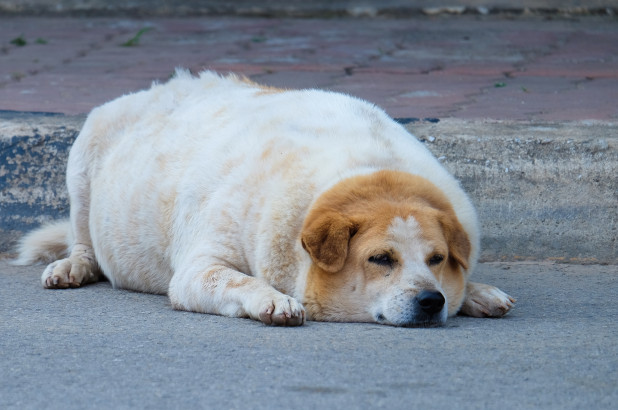 170627-pet-obesity-america-feature